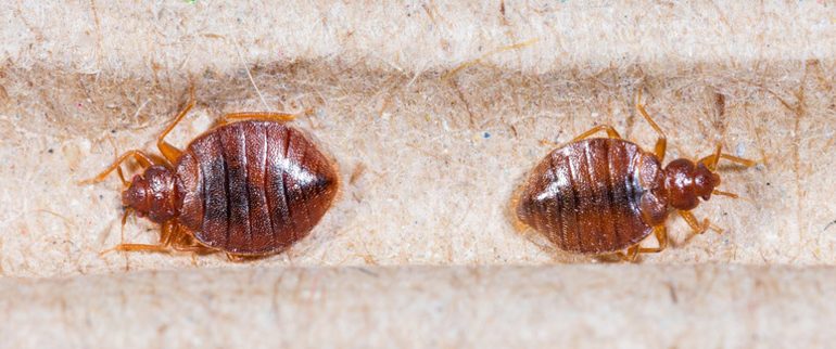 Punaises de lit